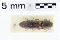 Foto (Dorsalansicht) von Melanoxanthus bimaculatus (Fleutiaux, 1918)